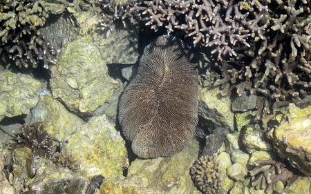 super resistant corals noumea